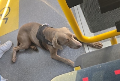 Geen kaartje, geen baasje, wel met de bus: hond Lana pakt in haar uppie de bus naar station Eindhove