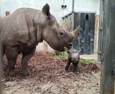 Zeldzame puntlipneushoorn ‘Banji’ geboren bij Beekse Bergen,