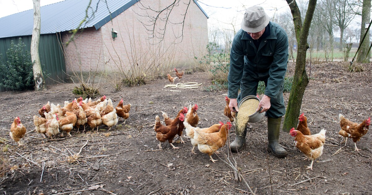 De staat van het Brabantse platteland: van 20.000 naar 100 kippen