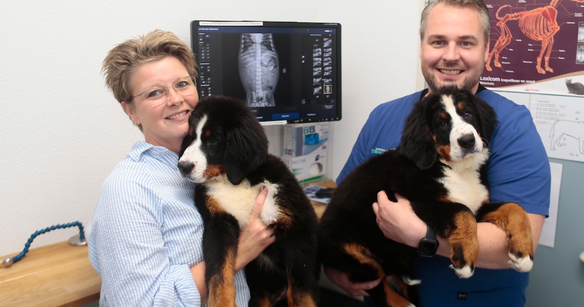 Dierenarts kijkt vreemd op wanneer fokster met 17 puppy’s langskomt ...