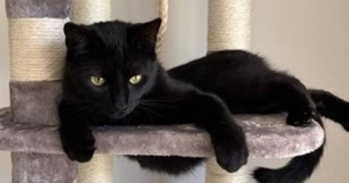Heb jij Coco gezien? Dit huisdier wordt in Loon op Zand vermist