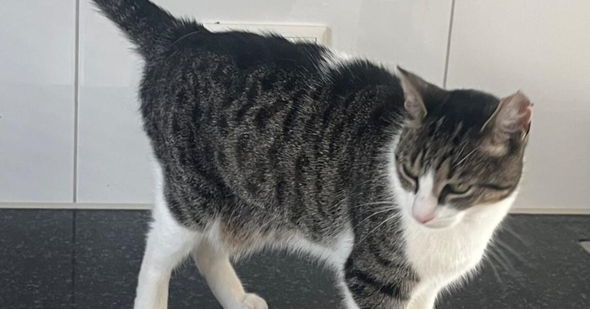 Heb jij Guusje gezien? Dit huisdier wordt in Oisterwijk vermist
