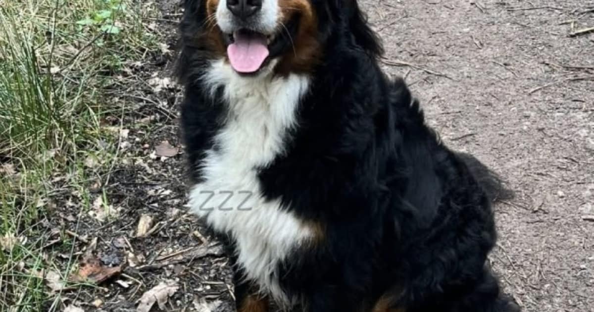 Heb jij Suus gezien? Dit huisdier wordt in Goirle vermist