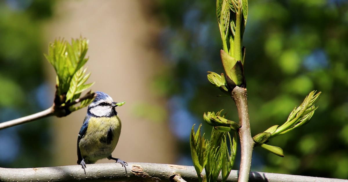 Vogelexcursie bij Over de Maas en Fort de Voorn