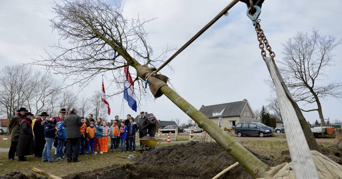 Theresiaschool plant koningslinde
