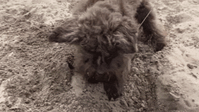 Je huisdier in de hoofdrol? BD wil jouw leukste video’s voor Dierendag zien
