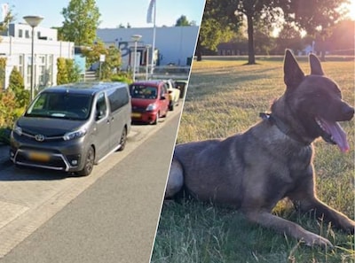 Vier mannen op heterdaad betrapt tijdens inbraak in Eindhoven: politiehond DW Bowie speurt verdachte