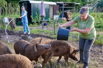 Geen gif of freesmachine, maar vijf knorrende ‘collega’s’: varkens vreten hardnekkigste onkruid weg