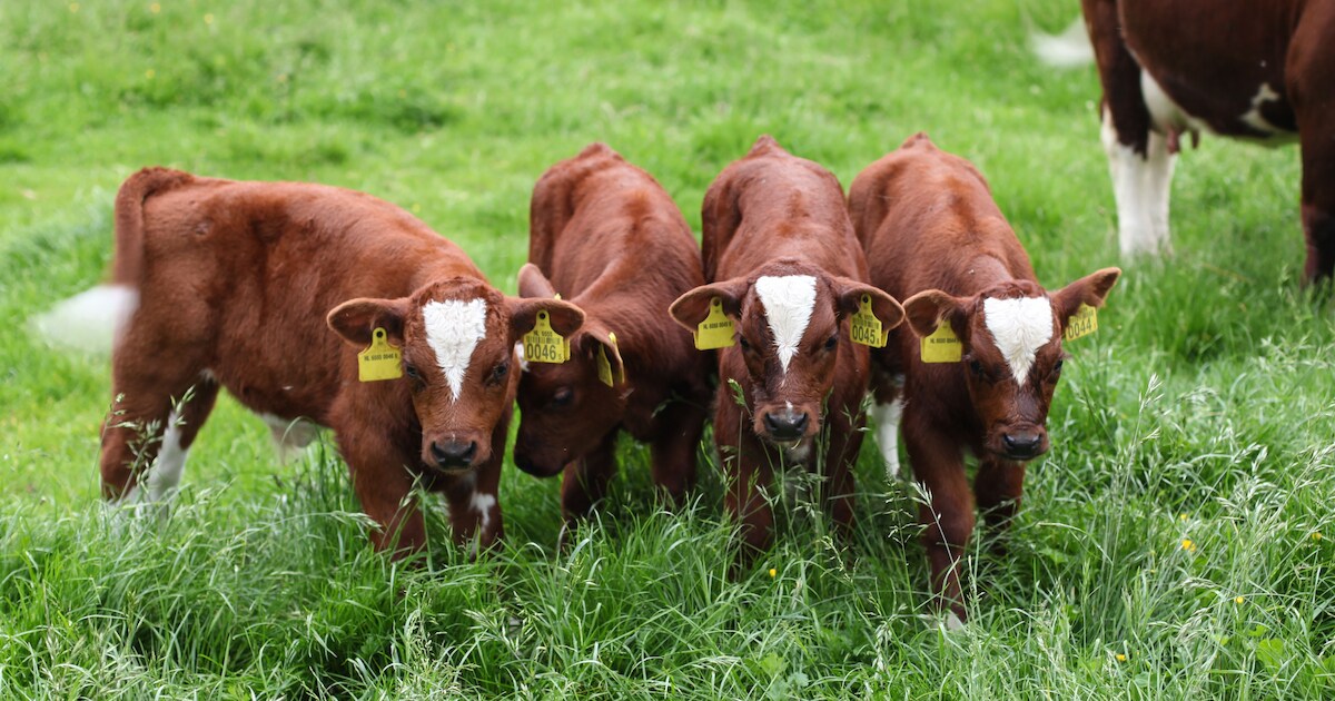 Biologische boerin uit Batenburg produceerde teveel mest maar wordt niet gestraft door de rechtbank