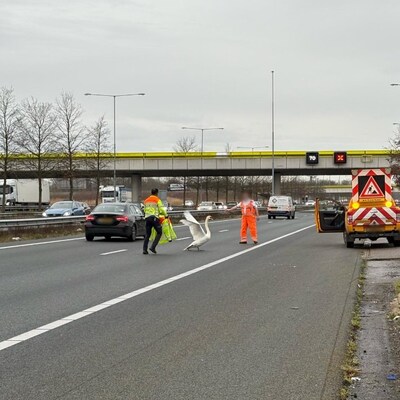 Zwaan wandelt over A2 bij Empel, Rijkswaterstaat leidt dier naar vluchtstrook