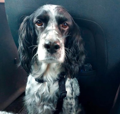 Zorgen om hond Eli die na ongeluk op Zeelsterstraat vermist is