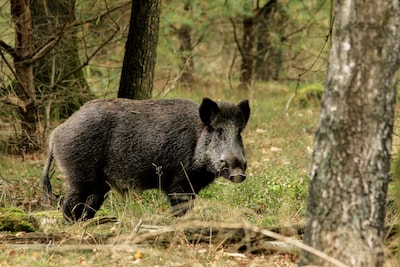 Niet meer alle wilde zwijnen hoeven dood in Brabant