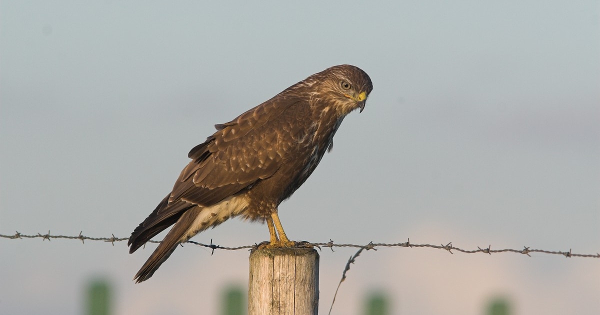 Melding van agressieve roofvogel in Boxtel