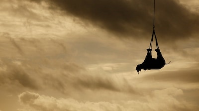 Ondersteboven aan helikopter vliegt neushoorn zijn redding tegemoet