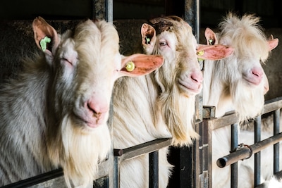Bouw van nieuwe geitenstal in Rossum mag doorgaan, ondanks verzet buurt
