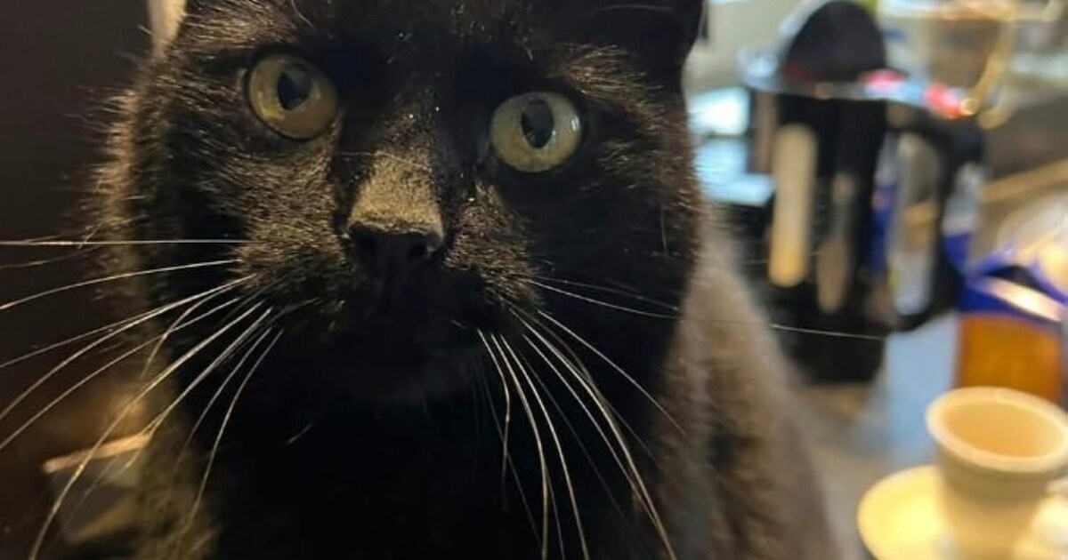 Heb jij Mauo of Poezemuis gezien? Deze twee huisdieren worden in Maashorst vermist