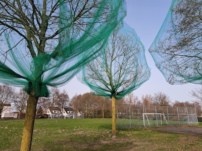 Met netten wil Tilburg voorkomen dat vogels in deze bomen gaan broeden: ‘We willen hier bouwen’