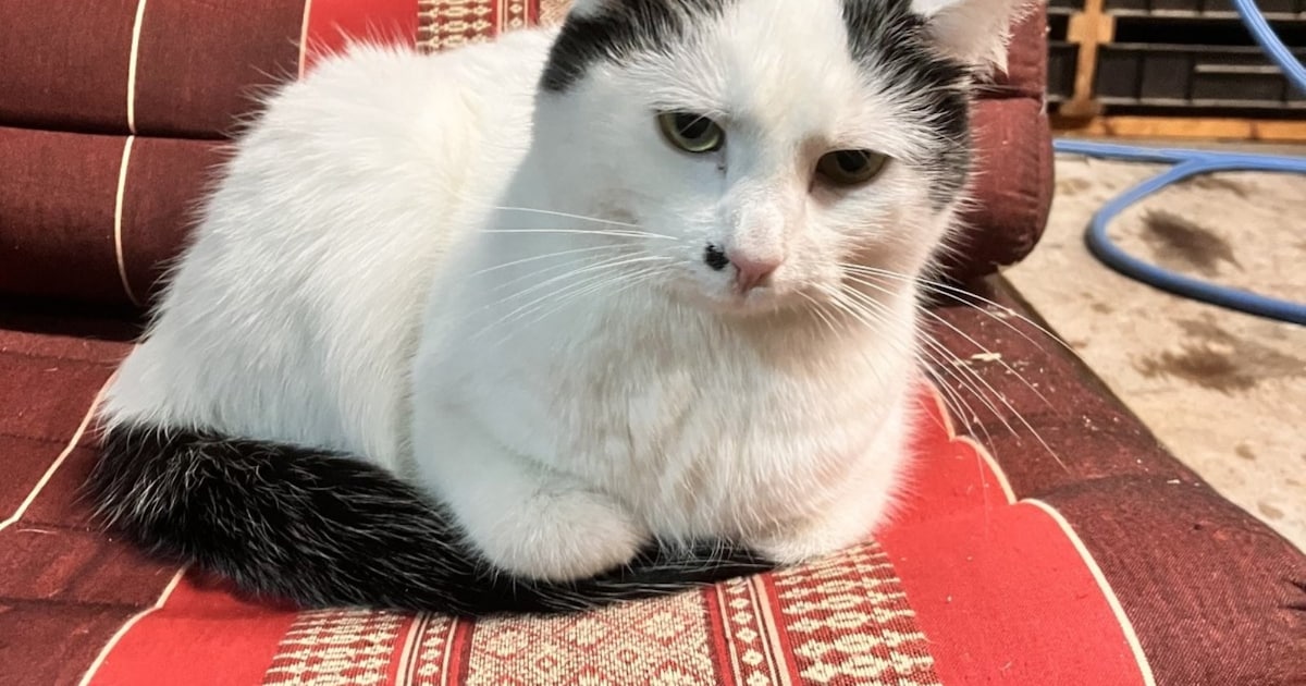 Heb jij Jolo gezien? Dit huisdier wordt in Oirschot vermist