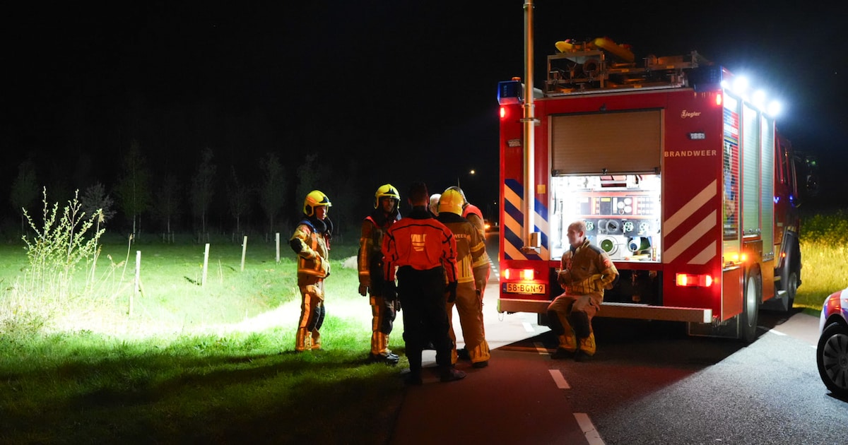 Vier losgebroken schapen overleden door aanrijding in Waalwijk, bestuurder van auto rijdt door