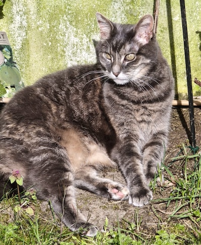 Heb jij Axl of Oline gezien? Deze twee huisdieren worden in Goirle vermist