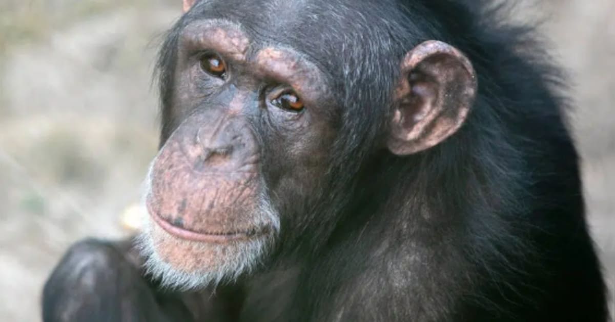 Chimpansee Marria (22) ging van menselijk leven naar Beekse Bergen en dat liep fataal af
