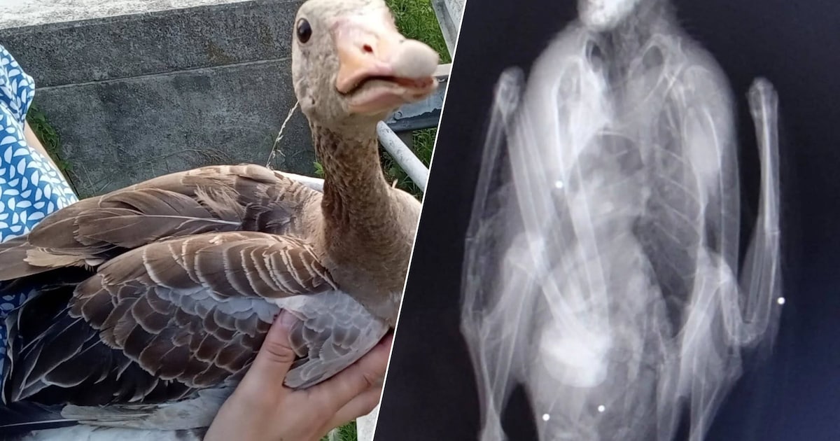Gans uit de lucht geschoten met vijf hagelkogels: achtergelaten met ...