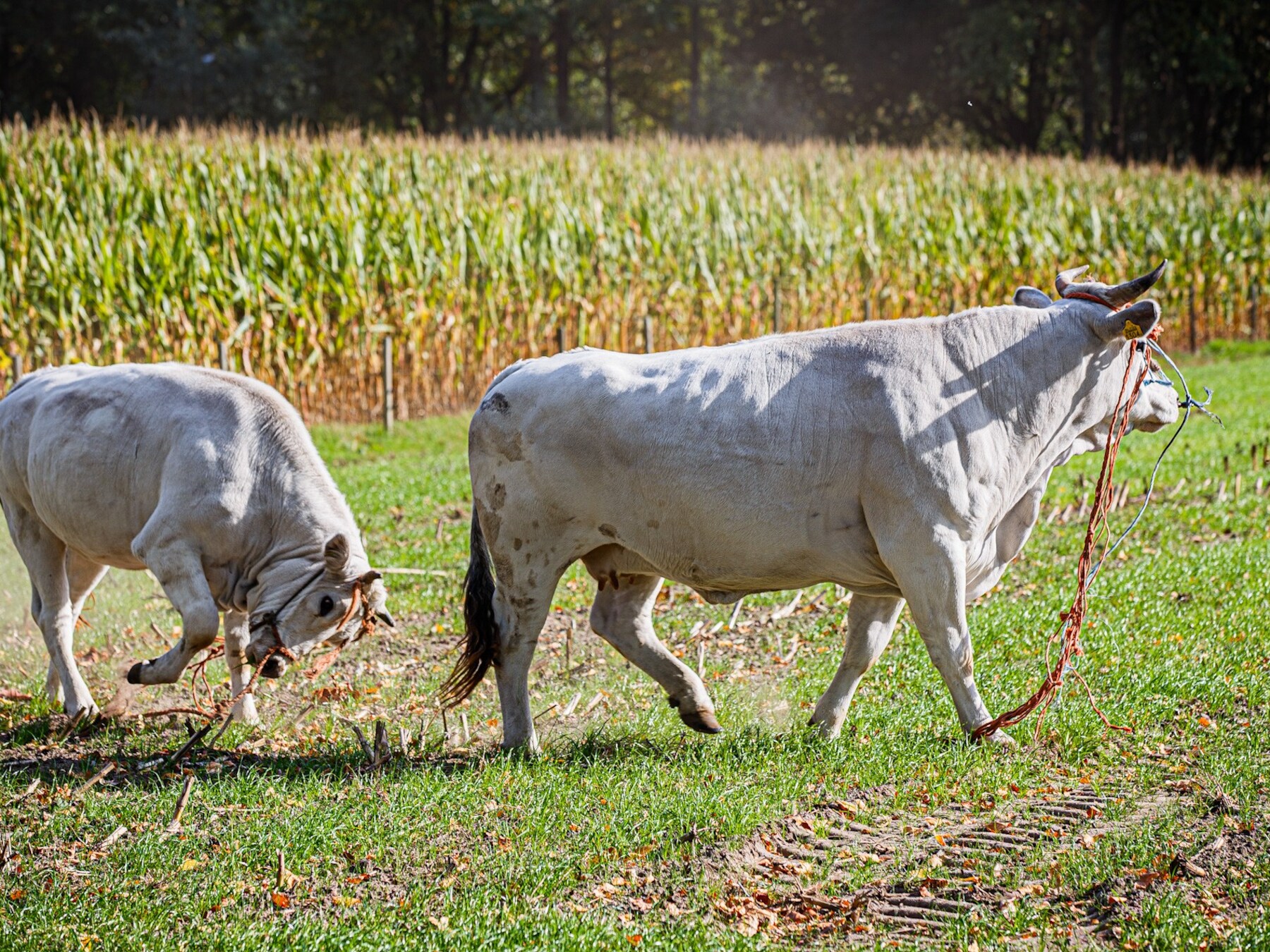 Stieren zetten het op een lopen vanwege brandende hooibalen in Schijndel 