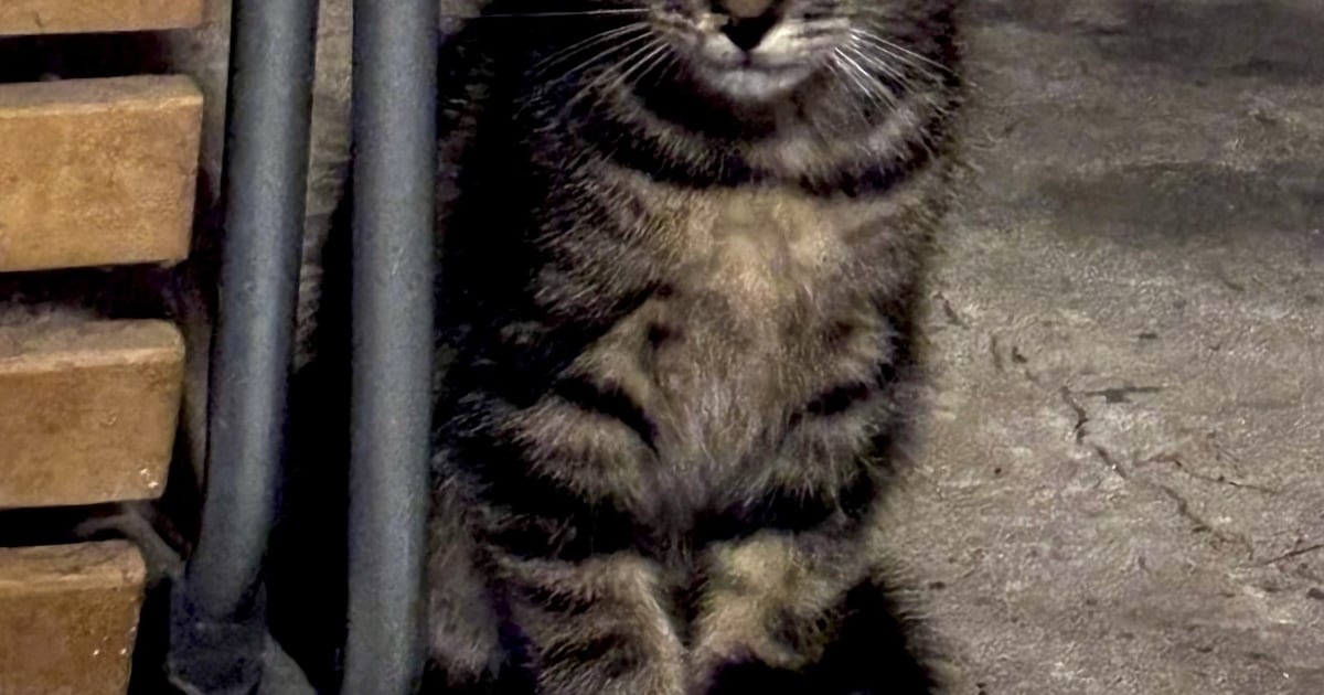 Heb jij Schatje gezien? Dit huisdier wordt in Oisterwijk vermist