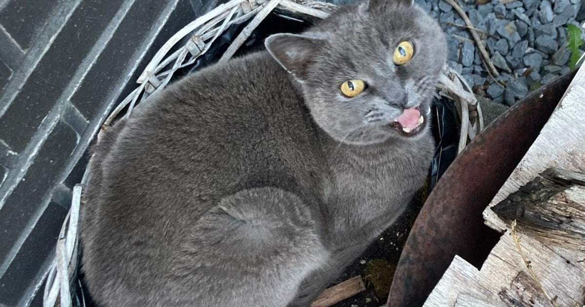 Heb jij Guna, Poes of Mila gezien? Deze vier huisdieren worden in Den Bosch vermist