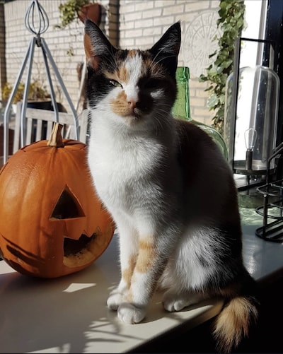 Heb jij Chanel of Dushi gezien? Deze twee huisdieren worden in Boxtel vermist