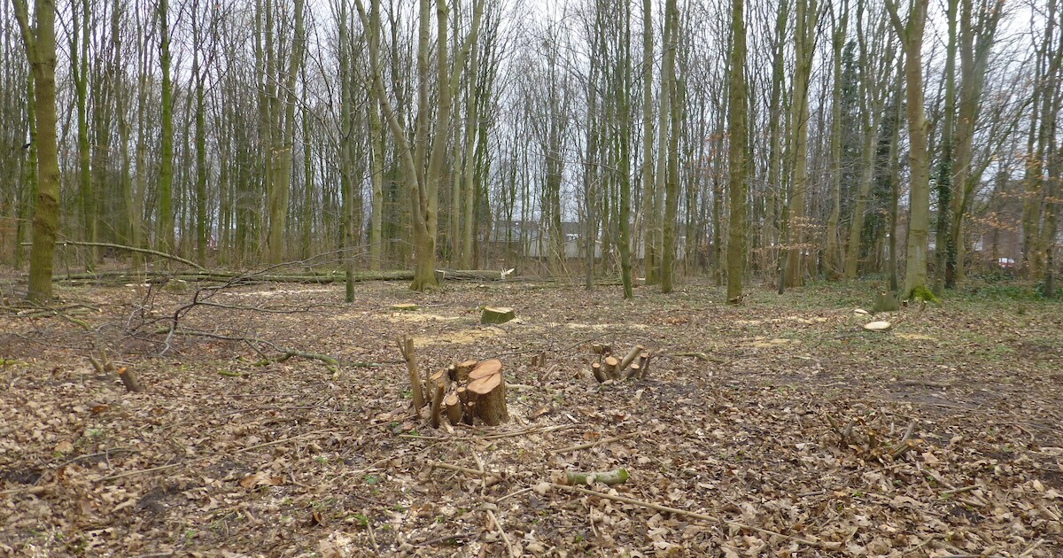 Al bomen gekapt Heempark Schijndel