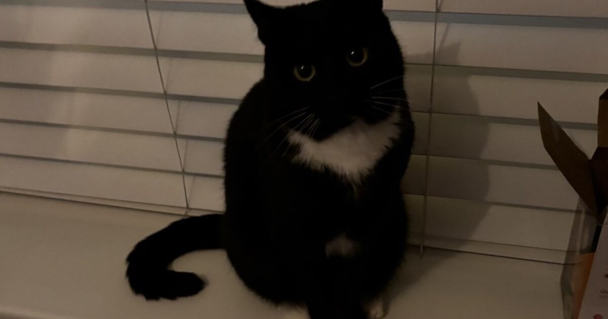 Heb jij Nol of Pep gezien? Deze drie huisdieren worden in Gilze en Rijen vermist