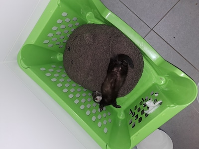 Heb jij Cato, Simba of Kitty gezien? Deze 16 huisdieren worden in Eindhoven vermist