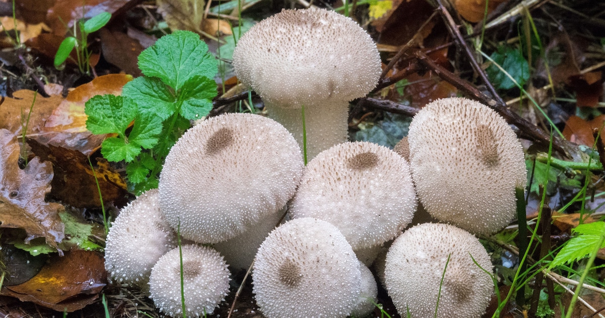 IVN Rooi houdt herfstwandeling door natuurgebied Sort en De Scheeken