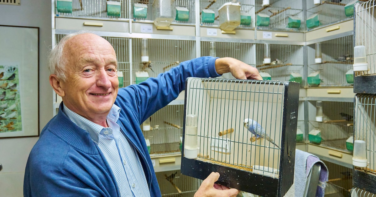 Je kunt ze komen bekijken, de vogeltjes van veertigvoudig ...