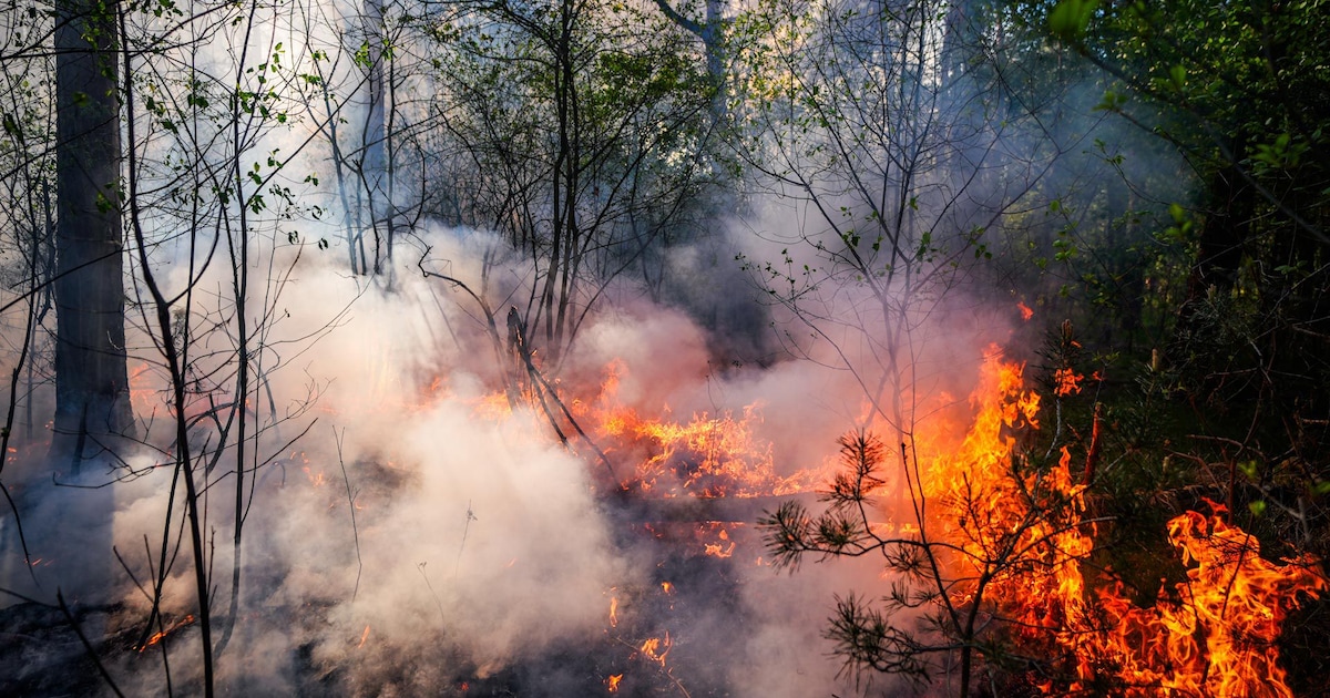 Natuurbrand Oirschotse Heide onder controle, 65 hectare verbrand