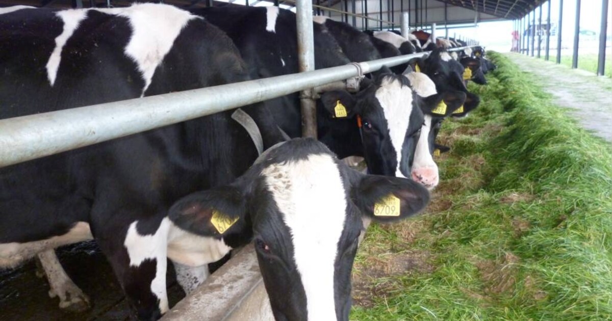 Veel belangstelling voor Macharense melkstal