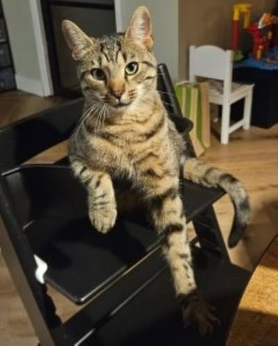 Heb jij Karel, Guus of Pinkie gezien? Deze drie huisdieren worden in Loon op Zand vermist