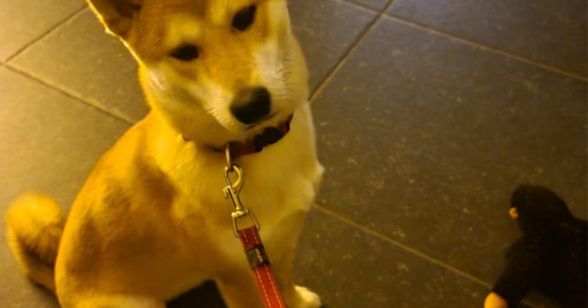 Heb jij Aiko gezien? Dit huisdier wordt in Oisterwijk vermist