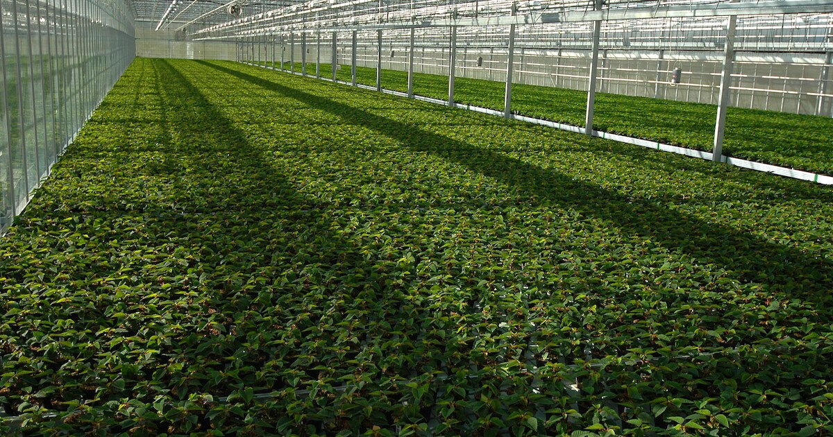 Grote kas Zuilichem komt op ernstig vervuilde grond