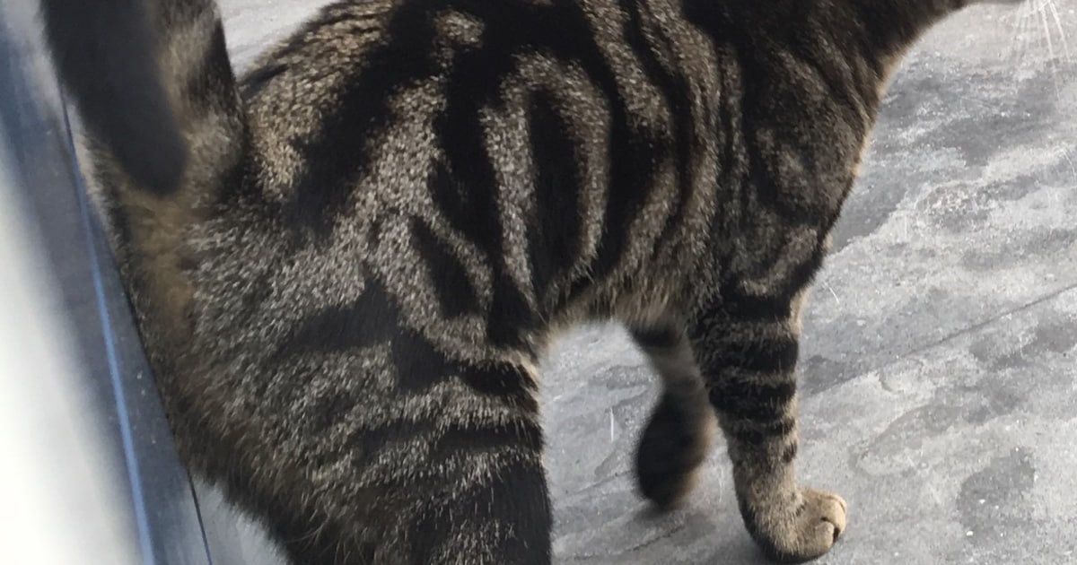 Heb jij Pip gezien? Dit huisdier wordt in Reusel-De Mierden vermist