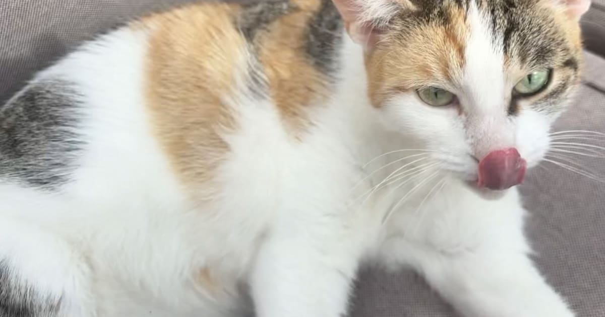 Heb jij Kitty gezien? Dit huisdier wordt in Vught vermist