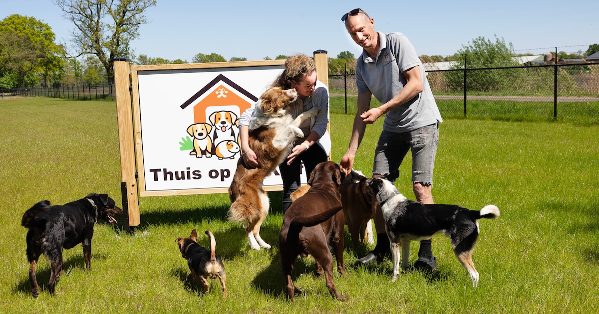 Met eigen dierenpension beleven Auke en Bart hun droom: ‘Net of je met pensioen bent’ | Foto