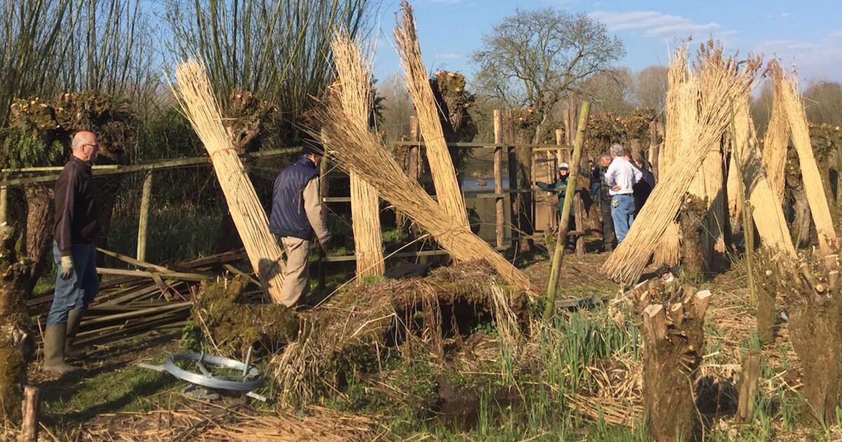 Waterliniewerkers herstellen vangpijp eendenkooi