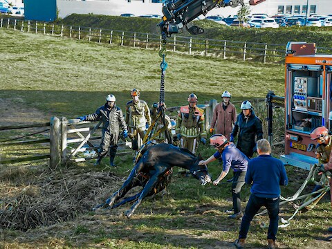 Paard breekt los en rent sloot naast weiland in bij Sprang-Capelle, wordt met kraan uit water gehesen