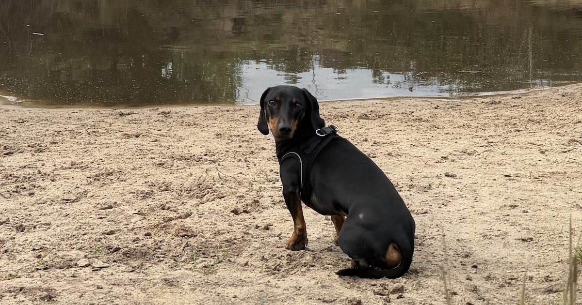 Heb jij Freddy of Bob gezien? Deze twee huisdieren worden in Loon op Zand vermist