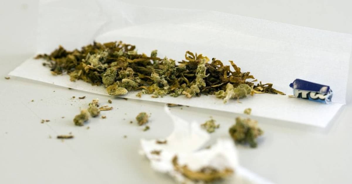 Duizend hennepplanten in Hooge Mierde