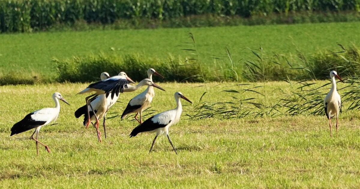 Onverwachte logés in Waspik: tachtig ooievaars strijken neer in pas gemaaid weiland
