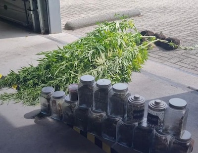 Vijf hennepplanten en meer dan 500 gram aan henneptoppen aangetroffen in Sleeuwijkse woning