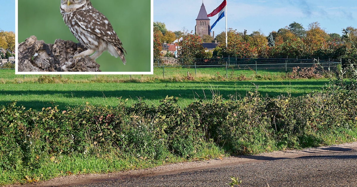 Steenuiltje bezorgt huizenbouwer Volkel een gepeperde rekening van 208.656 euro